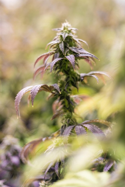 cbd extracts