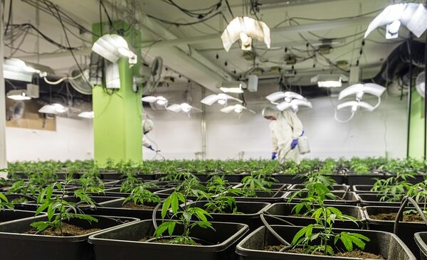 cbd-extracts-640x480-15906372.jpeg