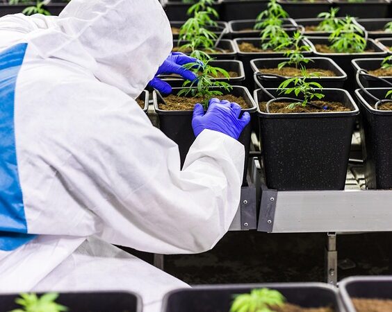 cbd-extracts-640x480-72043077.jpeg