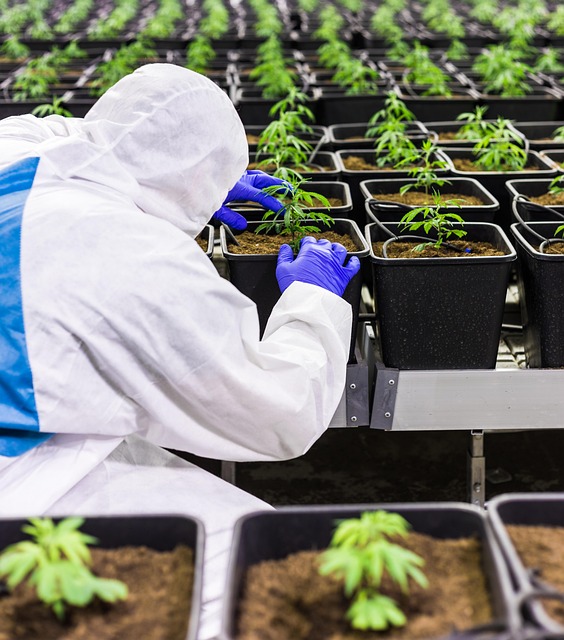 Unveiling CBD Extracts’ Strength: Comparing Potency with Gummies and Vape Pens