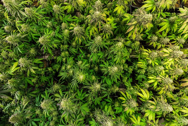 cbd vapes, gummies and extracts