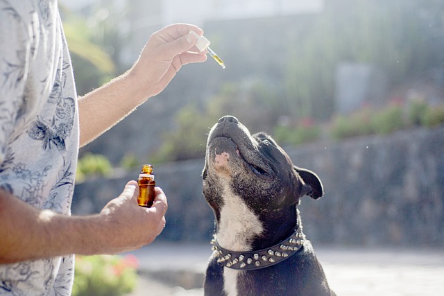 cbd vapes, gummies and extracts