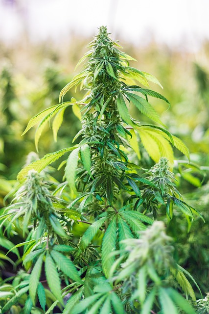 cbd vapes, gummies and extracts
