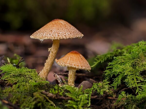 cbd-mushrooms-640x480-76971758.jpeg