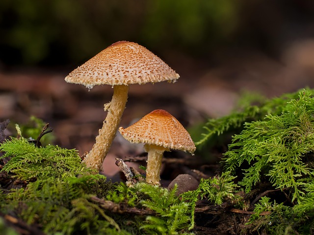 cbd-mushrooms-640x480-76971758.jpeg