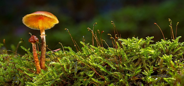 cbd mushrooms for sale