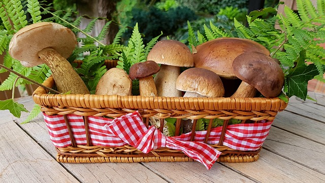 cbd mushrooms for sale