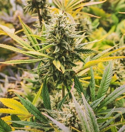 trusted-cbd-extracts-for-sale-640x480-51169808.jpeg