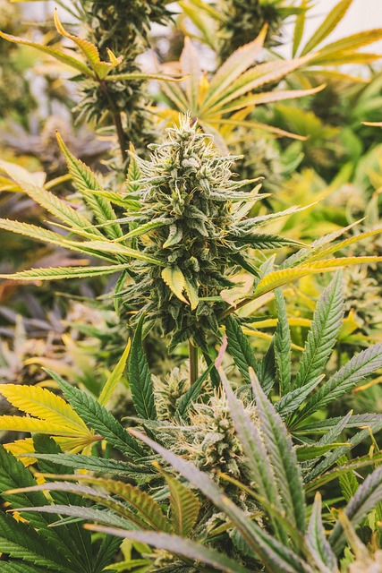 trusted-cbd-extracts-for-sale-640x480-51169808.jpeg
